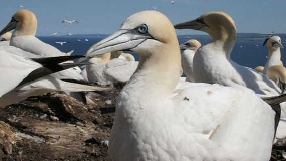 Basstölpel gaben dem schottischen Eiland Bass Rock seinen Namen. Tausende der eleganten Seevögel brüten hier. © Grospitz & Westphalen Filmproduktion 