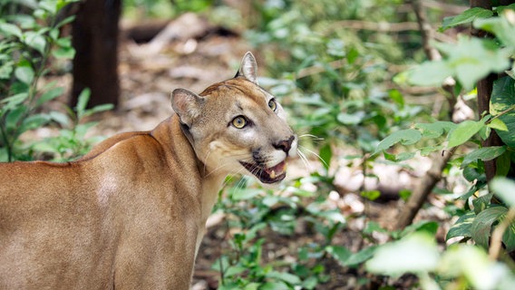 Pumas gelten als Phantome des Regenwaldes. Nur wenige bekommen die scheuen Raubkatzen in Costa Rica zu Gesicht. © NDR/DOCLIGHTS GMBH 