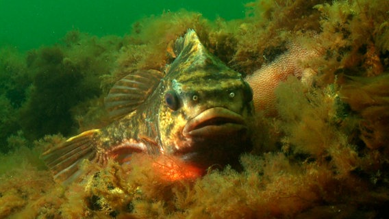 Ein Fisch im Wasser baut sich vor einem Nest voller Eier auf. © NDR/NDR Naturfilm 