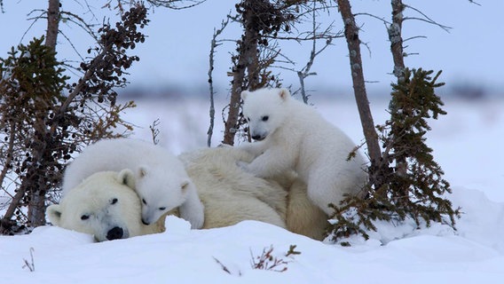 Eisbärenjunge spielen mit ihrer Mutter im Schnee © NDR Naturfilm Foto: Thorsten Milse