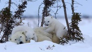 Eisbärenjunge spielen mit ihrer Mutter im Schnee © NDR Naturfilm Foto: Thorsten Milse