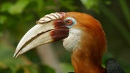 Paradiesvogel auf Neuguinea  