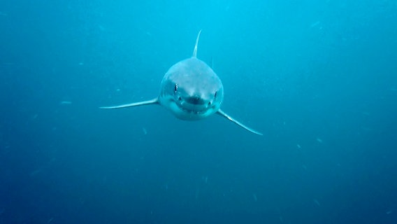 Der Weiße Hai - seit dem Horrorfilm der 1970er Jahre gilt er als Monster der Meere. Dabei muss sich der geschickte Jäger der Ozeane viel mehr vor uns fürchten als umgekehrt. © NDR/Doclights GmbH Naturfilm/Steven Surina 