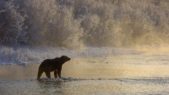 Grizzlybären: Im Herbst nähert sich die Lachssaison ihrem Ende, und die Bären versuchen, letzte fette Beute zu machen. © WDR/Plimsoll Productions 