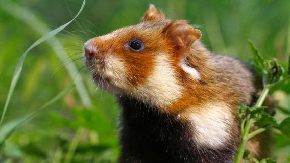 Feldhamster © Günter Goldmann / NDR Naturfilm 