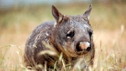 In der Ruhe liegt die Kraft: Der Südliche Haarnasenwombat verschläft den Tag meistens in seinem Bau und geht erst auf Futtersuche, wenn die schlimmste Hitze im Süden Australiens nachlässt. © © NDR/doclights/Klaus Weißmann & Rolf Sziringer 