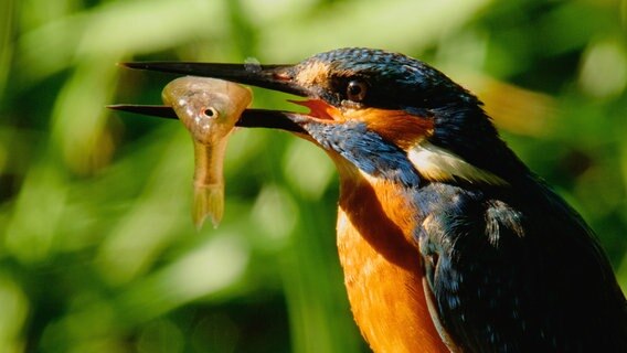 Um erfolgreich Beute zu machen benötigen Eisvögel klares, sauberes Wasser, denn sie jagen auf Sicht. Um erfolgreich Beute zu machen benötigen Eisvögel klares, sauberes Wasser, denn sie jagen auf Sicht. © WDR/Light & Shadow GmbH/Christian Baumeister