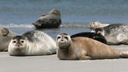 Seehunde im Watt © NDR Naturfilm Foto: Thoralf Grospitz