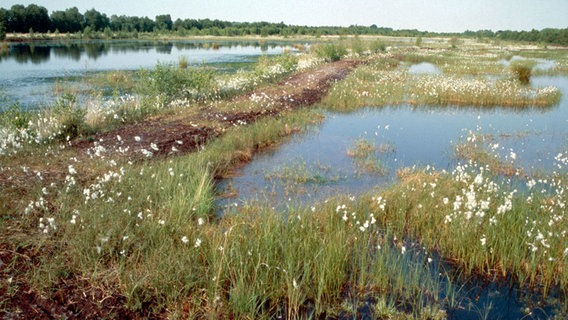 Ostfriesisches Moor  