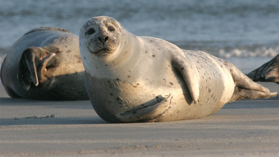 Seehunde im Wattenmeer  