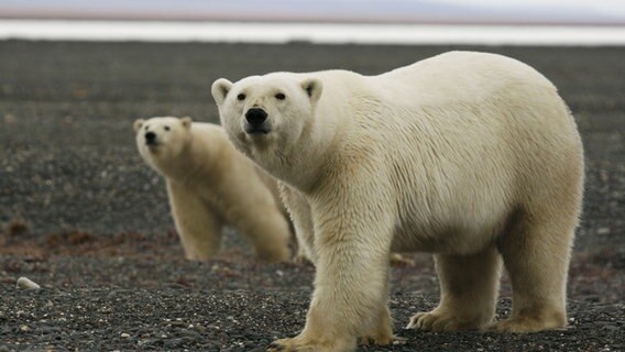 Eisbär schaut in die Kamera © Doclights GmbH/NDR Naturfilm/Uwe Anders 