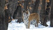 Ein Sibirischer Tiger im verschneiten Wald © Doclights GmbH/NDR Naturfilm/Henry Mix 