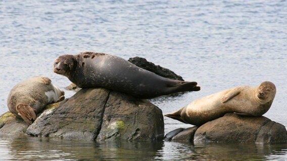 Seehunde sind sowohl an felsigen Küsten, als auch im Watt der Nordsee anzutreffen. Bei Flut gehen die wendigen Räuber auf Fischfang; bei Ebbe trocknen sie sich auf Felsen und Sandbänken. © Grospitz & Westphalen Filmproduktion 