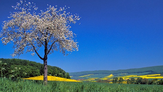 Das Weserbergland gehört zu den schönsten Naturregionen Norddeutschlands. © © NDR/NDR Naturfilm/Jürgen Borris 