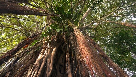 Die Feigenbäume im Várzea-Auwald haben viele Luftwurzeln. Wenn der Wald in der Regenzeit bis zu vier Meter unter Wasser steht, sichern sie der Feige das Überleben. © NDR/doclights/Cosmos Factory 