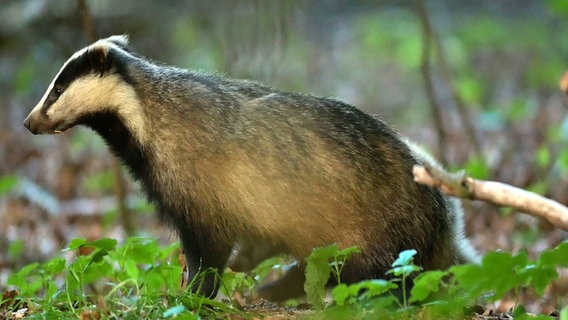 Dachse sind die Phantome des Waldes. Obwohl sie in vielen Lebensräumen und Regionen vorkommen, bekommt man sie so gut wie nie zu Gesicht. © NDR/NDR Naturfilm/doclights/Günter Goldmann 