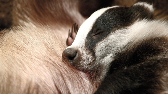 Dachswelpen bleiben mindestens ein Jahr bei ihrer Mutter. Oft leben sie auch in Großfamilien, dann werden sie sogar länger geduldet. © NDR/NDR Naturfilm/doclights/Günter Goldmann 