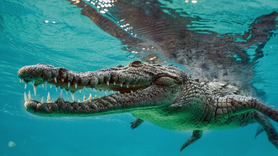 Das Kubakrokodil lebt nur auf der Karibikinsel Kuba und gilt als eines der aggressivsten Krokodile der Welt. Das Kubakrokodil lebt nur auf der Karibikinsel Kuba und gilt als eines der aggressivsten Krokodile der Welt. © NDR/NDR Naturfilm/doclights/Crossing the Line Productions
