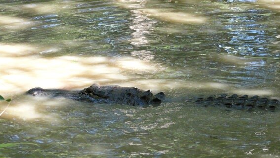 Die Sümpfe von Louisiana sind perfekte Rückzugsgebiete für Alligatoren. © NDR/National Geographic Channel/Whitney Beer-Ker 