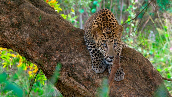 Im Urwald von Huai Kha Khaeng verbirgt sich ein ganz besonderer Schatz: Der junge Asiatische Leopard gehört zu den seltensten Raubkatzen der Welt und lebt nur noch in wenigen Gebieten Asiens. © NDR/doclights/Lion Mountain Media 