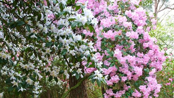 Blütenpracht im Ammerland. Im Rhododendronpark Hobbie bei Westerstede wachsen sogar Rhododendron-Bäume aus dem Himalaya. © NDR/Willi Rolfes 