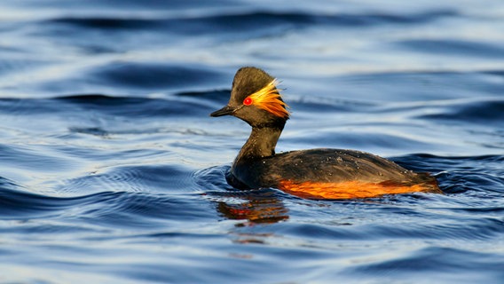 Der Schwarzhalstaucher ist einer der ersten Farbtupfer im Frühlingsmoor. Die nur faustgroßen Taucher brüten auf Schwimmnestern. © NDR/Willi Rolfes 