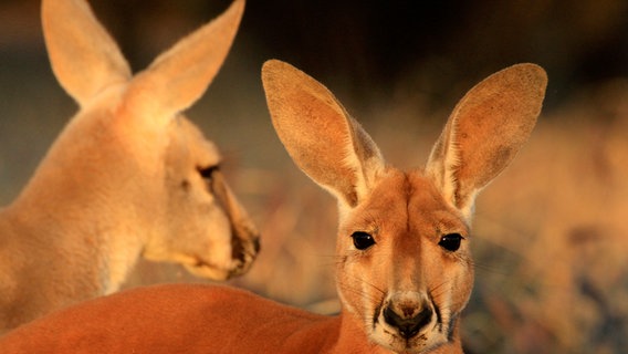 Rote Riesenkängurus bewohnen die Wüsten und Halbwüsten Australiens – sie sind die größten noch lebenden Beuteltiere. © NDR/WildBear Entertainment Pty Ltd/Jens Westphalen/Thoralf Grospitz 