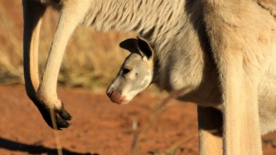 Sicher verstaut ist das junge Känguru im Beutel der Mutter – sie kann über Muskeln steuern, wie weit sie den Beutel öffnet oder eben nicht. © NDR/WildBear Entertainment Pty Ltd/Jens Westphalen/Thoralf Grospitz 