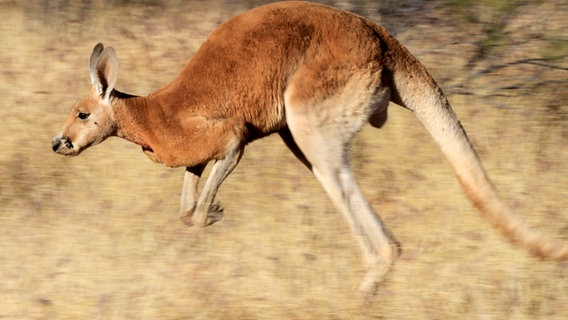 Rote Riesenkängurus sind äußerst schnelle Hüpfer – kurzzeitig schaffen sie Geschwindigkeiten von 50 bis 65 km/h, aber auch über längere Zeit können sie mit 40 km/h durchs Outback springen. © NDR/WildBear Entertainment Pty Ltd/Jens Westphalen/Thoralf Grospitz 