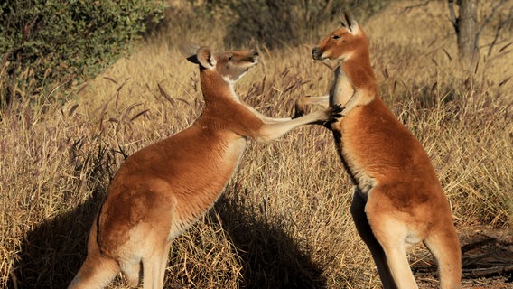 Boxen will gelernt sein: Die beiden jungen Kängurumännchen sind ungefähr gleich groß und müssen wohl noch ein paar Jahre lang üben, bevor sie es mit dem Chef der Gruppe aufnehmen können. © NDR/WildBear Entertainment Pty Ltd/Jens Westphalen/Thoralf Grospitz 