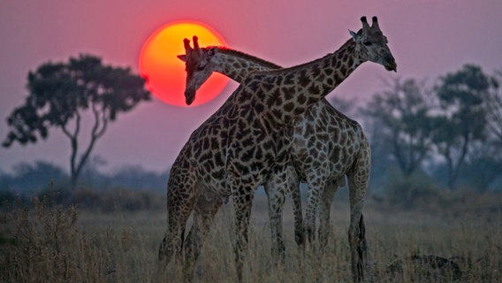 Zwei Giraffenbullen tragen einen Kampf im Sonnenuntergang aus. © NDR/TERRA MATER FACTUAL STUDIOS/WILDLIFE FILMS 
