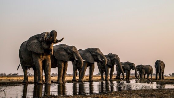 Eine Herde Elefanten trinkt von einem kleinen Flusslauf. © NDR/TERRA MATER FACTUAL STUDIOS/WILDLIFE FILMS 