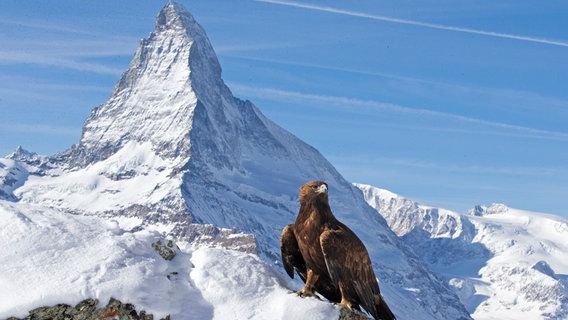 Ein Steinadler sitzt vor einem der imposantesten Berge der Alpen: dem Matterhorn © NDR/Terra Mater Factual Studios/Wild Nature Film/Toni Nemeth 