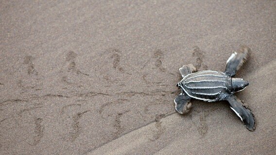 Eine Lederschildkröte beim Eierlegen. © NDR/DOCLIGHTS GMBH/Tania Escobar 