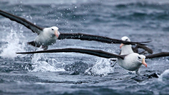 Schwarzbrauenalbatrosse nutzen die Kraft der starken Südwinde, um auf der Suche nach Nahrung Tausende Kilometer übers Meer zu gleiten. Albatrosse haben die größte Spannweite unter den Vögeln. © NDR/doclights/Silverback Films 2015/Jamie McPherson 