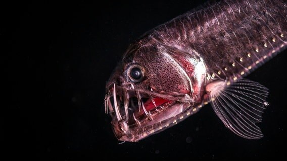 Viperfische leben in den lichtlosen Tiefen der Ozeane. Fast regungslos warten sie auf ihre Beute. Ihre Zähne sind so lang, dass sie ihre Mäuler nicht richtig schließen können. © NDR/doclights/Silverback Films 2015/Kevin Flay 
