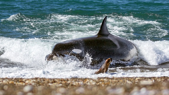 Ein Orca schnellt auf den Strand der argentinischen Halbinsel Valdés und greift eine junge Mähnenrobbe. Weniger als die Hälfte ihrer Angriffe sind erfolgreich. © NDR/doclights/Silverback Films 2015/Mandi Stark 