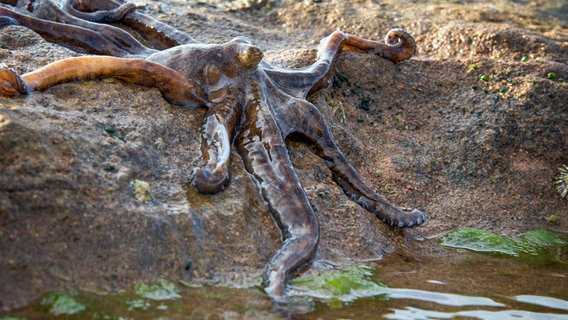 Dieser Oktopus lebt an der Küste von Nordaustralien und ist die einzige Tintenfisch-Art, die sich auch an Land fortbewegen kann. Die Art wurde erst 2011 entdeckt und erhielt bisher keinen wissenschaftlichen Namen. © NDR/doclights/Silverback Films 2015/Peter Bassett 