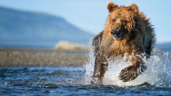 Der Braunbär jagt im flachen Wasser nach Lachsen. Während der Lachswanderung deckt er fast 90 Prozent seines jährlichen Energiebedarfs. © NDR/doclights/Silverback Films 2015/Oliver Scholey 