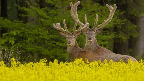 Im Sommer verbringen die Rothirsche Wochen im Rapsfeld. Dort finden sie Nahrung und Deckung. © NDR/NDR Naturfilm/Doclights/Gernot Maaß 