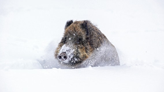 Wenn der Schnee in den Tälern meterhoch liegt, ist der Wildwechsel für Hirsche und Wildschweine schwierig. © NDR/Terra Mater Factual Studios/Wild Nature Film/Toni Nemeth 
