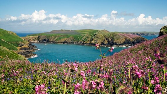 Die walisische Küste schmückt sich im Frühling mit einer fantastischen Blütenpracht. © NDR/NDR Naturfilm/doclights/Hans-Peter Kuttler 