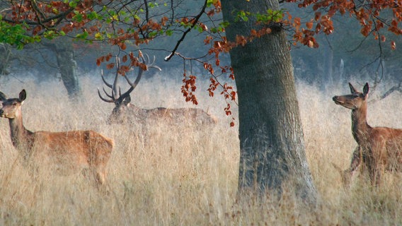 Rothirsche bewohnen den halboffenen Wald von Lille Vildmose - zur Brunftzeit bewacht der Platzhirsch fast ununterbrochen seine Weibchen. © NDR/Nautilusfilm/NDR Naturfilm 