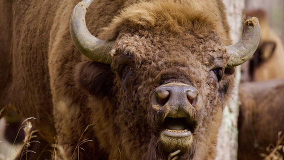 Wisente sind die größten Landtiere Europas. Bis 1927 wurden sie in freier Wildbahn ausgerottet. Alle heute lebenden Wisente stammen von nur zwölf übrig gebliebenen Zootieren ab. Eine Erfolgsgeschichte des Artenschutzes. Wisente sind die größten Landtiere Europas. Bis 1927 wurden sie in freier Wildbahn ausgerottet. Alle heute lebenden Wisente stammen von nur zwölf übrig gebliebenen Zootieren ab. Eine Erfolgsgeschichte des Artenschutzes. © NDR/Zorillafilm/Jens Westphalen&Thoralf Grospitz