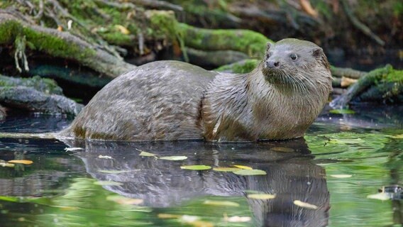 Fischotter bewegen sich elegant, schnell und lautlos durchs Wasser. An der Biebrza kann man sie mit Glück auch mal an Land sehen, da sie hier noch recht ungestört ihren Aktivitäten nachgehen können. Fischotter bewegen sich elegant, schnell und lautlos durchs Wasser. An der Biebrza kann man sie mit Glück auch mal an Land sehen, da sie hier noch recht ungestört ihren Aktivitäten nachgehen können. © NDR/Zorillafilm/Jens Westphalen&Thoralf Grospitz
