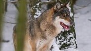 Wölfe durchstreifen den Urwald von Bialowieza im Osten Polens. Im ganzen Land gibt es inzwischen wieder etwa 2500 von ihnen. Das sind rund fünfmal so viel wie in Deutschland. © NDR/Zorillafilm/Jens Westphalen&Thoralf Grospitz 