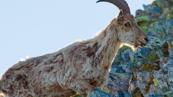 Der Tur, auch kaukasischer Steinbock genannt, lebt an den Steilhängen des Gebirges. Er ist ein ausgezeichneter Kletterer und wurde schon auf Höhen von über 4.000 Metern gesehen. © NDR/Altayfilm/NDR Naturfilm 