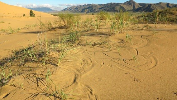 Die einzige echte Sandwüste Russlands befindet sich am Rande des Großen Kaukasus: Die Sarykum Düne. Sie ist eine Wanderdüne und wird vom Wind ständig neu geformt. © NDR/Altayfilm/NDR Naturfilm 