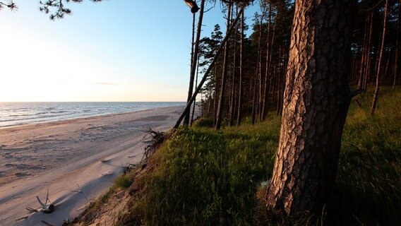 Lettlands Küste – endlose einsame Sandstrände und mit Kiefern bestandene Dünen. © NDR/Christoph Hauschild 