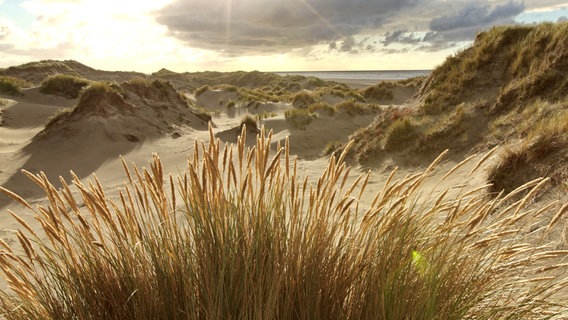 Spezialist an der Küste: Die Wurzeln des Strandhafers geben den Dünen Halt und Festigkeit. © WDR/Hans-Peter Kuttler 